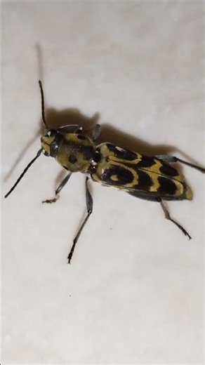 I just found a Longhorn Beetle! 🪲 #entomology #nature #longhornbeetle