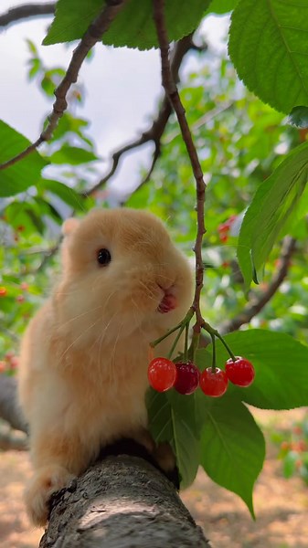 Adorable Cute Rabbit Cartoon Compilation