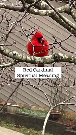 Black Cardinal Bird Meaning Revealed by Angels | Soulful Vibes Co.