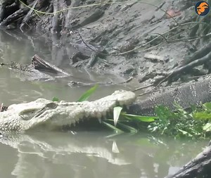 2.2M views · 13K reactions | Hunt or be hunted: Crocodile Vs Monitor Lizard | Whiskey Tango & Co. | Facebook