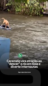 🏄 CARAMELO TAMBÉM SE DIVERTE 🔍 @portalsertnews Um momento inusitado e cheio de bom humor tomou conta das redes sociais nos últimos dias em Barra do Corda (MA). Um cachorro caramelo acabou protagonizando a cena ao aparecer em cima de uma boia, no Rio Corda, arrancando risadas e comentários de quem acompanhou o vídeo. Enquanto um grupo aproveitava o dia às margens do rio, o animal resolveu “entrar na aventura”: subiu na boia, se posicionou com as quatro patas abertas e, por alguns instantes, seg