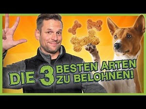 The 3 BEST ways to REWARD – How to motivate your dog for training