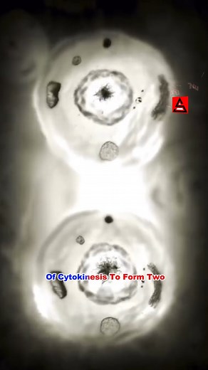 How Do Animal CELL Divide? | AyE sciEncE