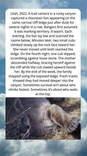 Utah, 2022. A Mountain Lion Kept Returning to the Same Cliff