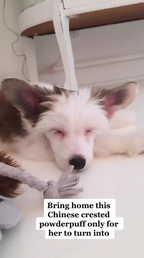 24/7 begging for food #chinesecrestedpowderpuff #chinesecresteddog #chinesecrestedpuppy #fypforu #puppyforu #tiktoksounds