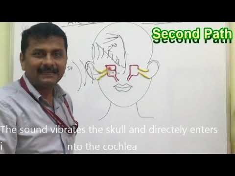 Air Conduction & Bone Conduction Pathways