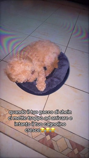 piccolo magari avrò sbagliato anche taglia però lui si adegua ahahahhaha #neiperteeee #fyfyfyfy #perteee