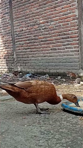 Muscovy Drake Walking Like a True King 💪 Powerful Backyard Farm Duck Life