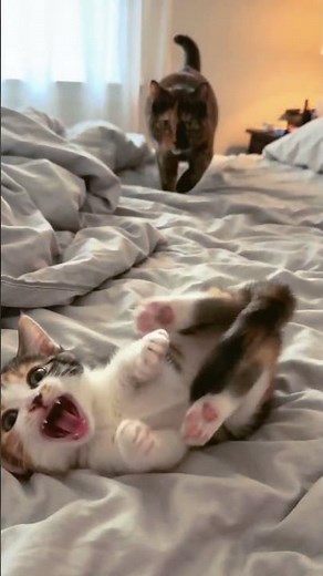 Mom Cat Puts Kitten IN HIS PLACE! 🐾 Bedtime Tantrum Over 😂 #CatMom #ViralCats #FunnyAnimals