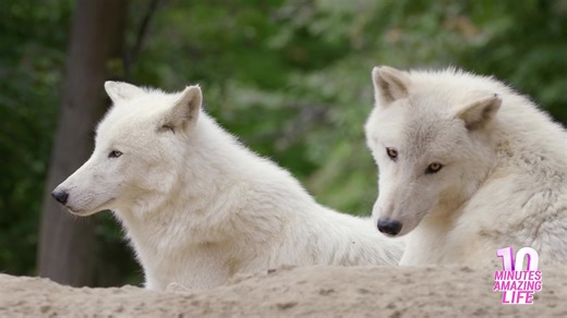 Rare footage of arctic wolves protecting their territory
