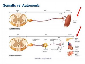 Autonomic Nervous System