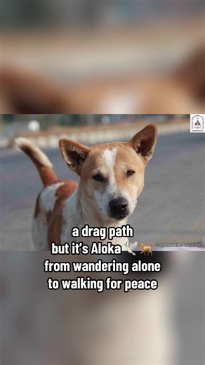 From wandering alone to walking for peace 🕊️🐕💗 #alokathepeacedog #WalkforPeace #dragpath #dogsoftiktok #dogtok @Walk for Peace Official