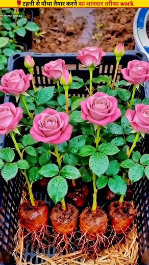 🌹How to prepare white root rose cuttings #flowers #growth #plants