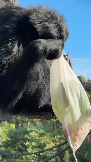 Siamangs Sebastian and Berbak make their way into the habitat to enjoy some enrichment!