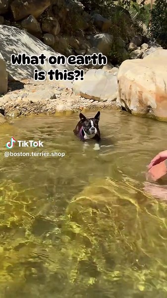 Playing in the River: Boston Terrier Adventures