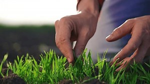 Agriculture Farmer Hand Man Farmer Working Stock Footage Video (100% Royalty-free) 1104114449 | Shutterstock