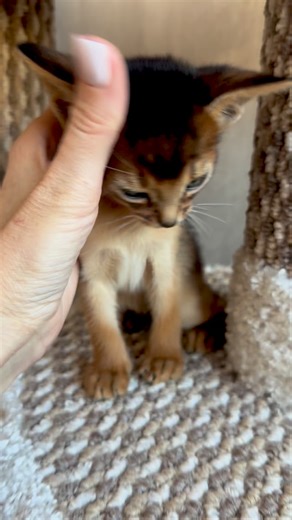 Abyssinian Kittens 🐈MiolGolopiatin Cattery 🏆Olga Golopiatina 👑 on Instagram: "My little boy 🤎🐾 #abyssinianlovers #абиссинскиекотята #abycat #aby #абиссины #abyssin #абиссинскаяпорода #абиссинец #абиссин #абиссинка #абики"