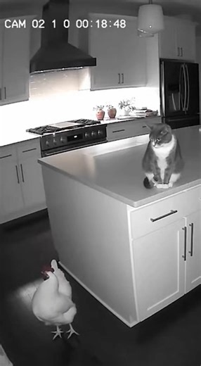 4K views | This CCTV footage captures a proud chicken strutting its way… until a cat jumps from behind! Watch them both run in pure panic. Grainy security footage and natural movements make this short clip incredibly funny and realistic. | Funny Chicken Surveillance | Facebook
