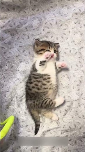 Paws with a Secret: Why Cat Paws Matter More Than You Think