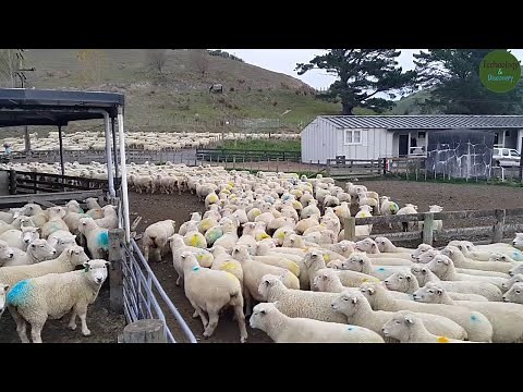 Amazing Sheep Farm In New Zealand / The Biggest and Most Successful Ram Breeding Farm in New Zealand