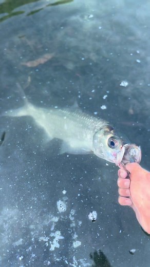 Expert Tips for Successful Tarpon Fishing Adventures