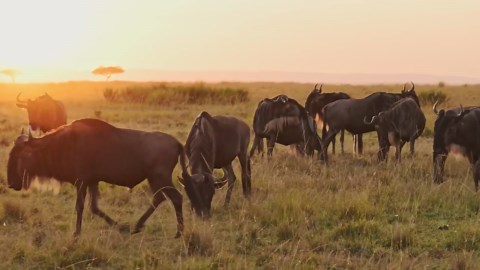 Soaring Over Tanzania: A Drone's View of Nature's Masterpiece