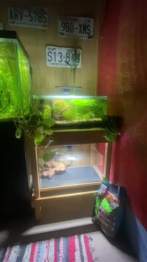 Creating a New Planted Aquarium for Betta Fish