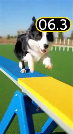 DOG VS OBSTACLE COURSE TIMER #shorts #dog