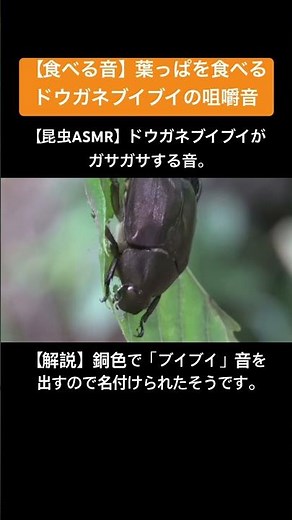 【昆虫ASMR】ドウガネブイブイがガサガサする音。 #昆虫観察 #insects #昆虫図鑑 #クワガタ #昆虫撮影 #昆虫採集 #stagbeetle #eatingsounds