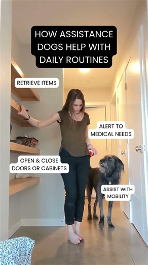 How Assistance Dogs Help in Daily Life