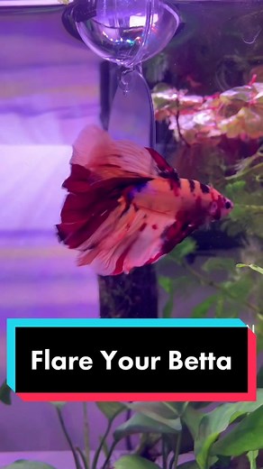 How to Make a Betta Flare: Step-by-Step Guide