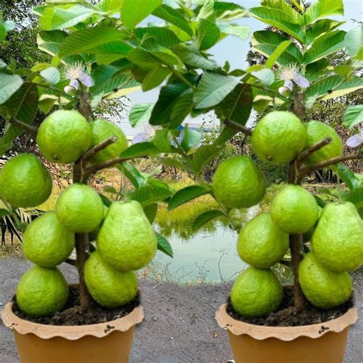 4K views · 38 reactions | Grow Guava Tree Faster using Potato Power for Beginners | Farm Tree | Facebook