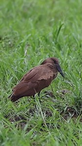 We visited Leeupan in the Kruger National Park on 28 November 2025. The pan was very dry and we did not see animals other than a Saddle Billed Stork and this unique looking Hamerkop bird. | African Wildlife Photo