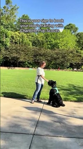 Professional Dog Training in Charlotte, NC | Pup Scouts