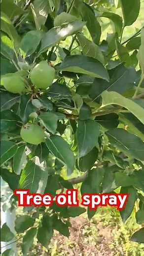 Apple orchards | Summer Tree oil Spray 🍎#apple#trees #applegrowing #appleorchard #spray