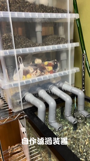 クサガメのいる暮らしと自作ろ過装置