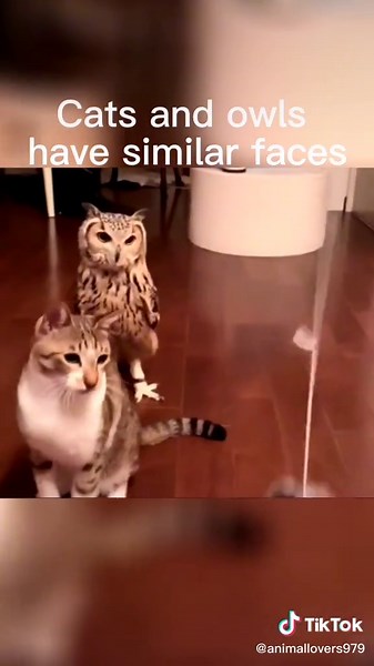 Cats and Owls: The Similar Faces You Never Noticed