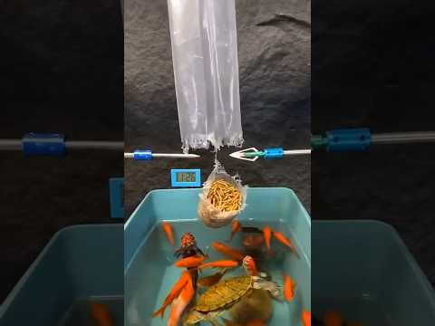 LIVE 🔴 1 Vs 6 Custom Gameplay 🔥 | Free Fire Live Stream🚀 #freefire #nonstop_live #gyangaming