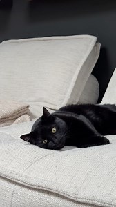 12K views · 690 reactions |  What's the best way to make your cat...