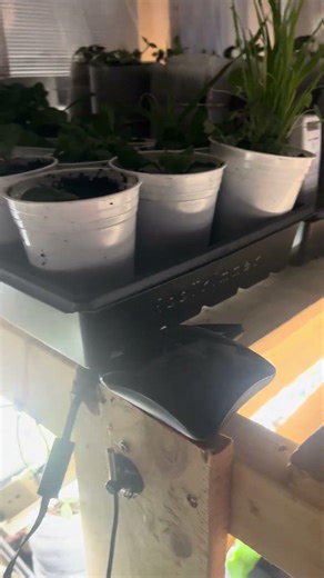 You’re Measuring Greenhouse Temperature WRONG… Here’s Why