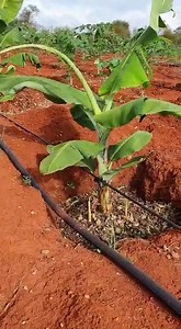 7.9K views · 80 reactions | Wow. David at Makima, Mbeere South, Embu County. It's 2 months since we helped him establish this farm. He has planted Solo Sunrise, Calina IPB9 and tissue culture bananas. | Rich Farm Kenya | Facebook