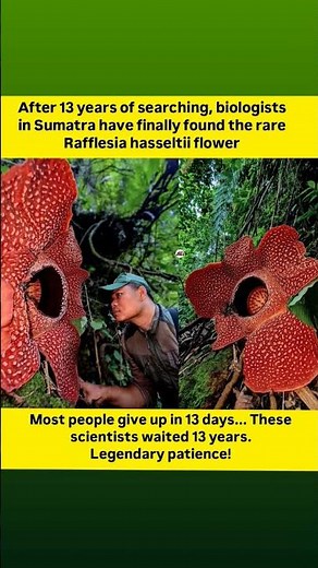 "The emotional moment a biologist finds the super rare 'corpse flower' after a 13-year quest"
