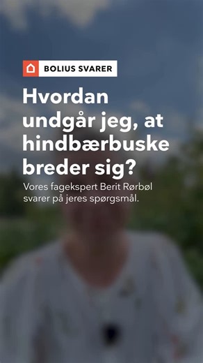 Hindbær elsker sol, så plant dem et lyst og solrigt sted i haven og bind skuddene op, så de ikke vælter og brækker grenene. I løbet af sæsonen er det en god idé at tynde lidt ud i de nye skud. En tommelfingerregel er, at der skal være maks. 10 skud pr. meter, så busken kan modne alle bærrene. Når du har plukket de sidste hindbær, så giv buskene en god beskæring, så de er klar til næste sæson. #have #haveliv #haveglæde #natur #hindbær #hindbærbuske #bær #dyrkselv | Bolius - en del af Realdania