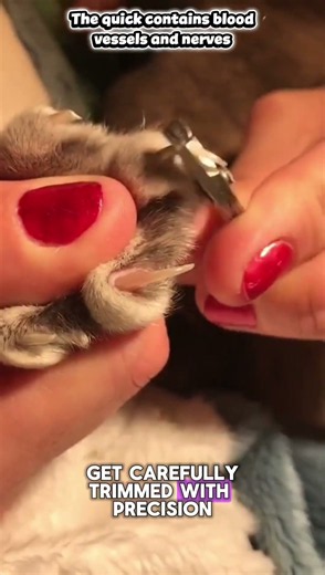 Those Claws Were Seriously Sharp! #cat #grooming