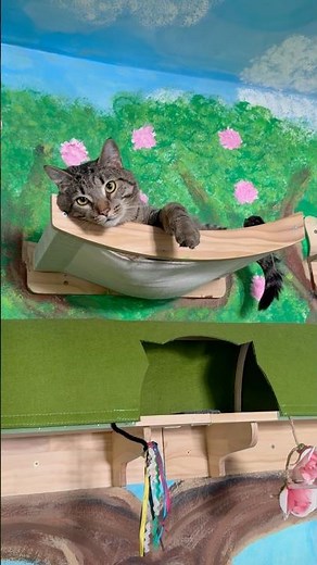 Funny Cat Video - Cute Cats Being Absolutely Adorable! 🐱#catshorts #catvideos