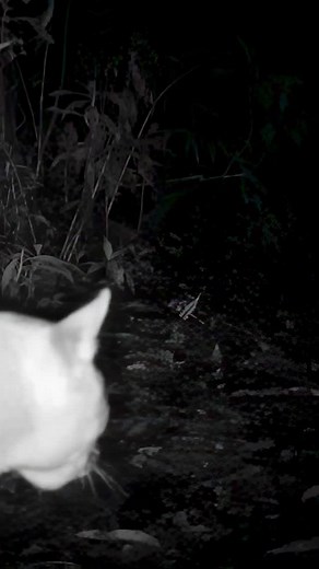 A rare glimpse into the secret world of pumas 🐾 This female and her two tiny kittens were captured on the Cloudbridge Camera Trap Project — a reminder of how fragile early life is for these mountain predators. Pumas have a gestation period of around 90–96 days, and mothers usually give birth to 1–4 kittens. But survival is tough: in many populations, fewer than 50% of kittens make it past their first year due to predation, starvation, disease, or male pumas taking over territories. For the firs