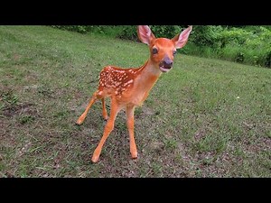 A Fawn Approaches - Wild Baby Deer [2021]