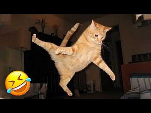 These CATS are too FUNNY! 🤣 | New Cat Videos 2026 Pop Cat Laugh