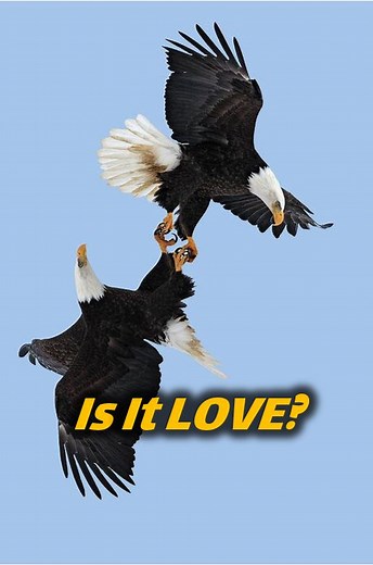 Bald eagles perform a stunning courtship ritual: the death spiral. 🦅 Learn how they lock talons, freefall, and build a lifelong bond based on trust. #baldeagles #naturelovers | Animal Doozy