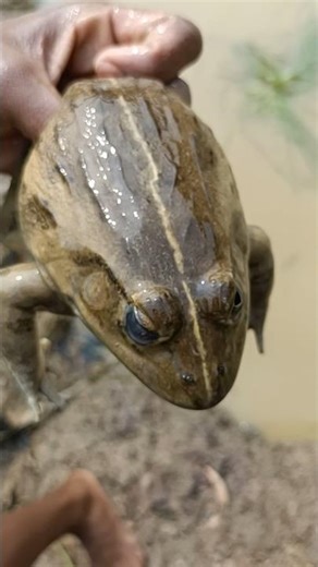 Big Prog #insects #prog #wildlife #animals #nature